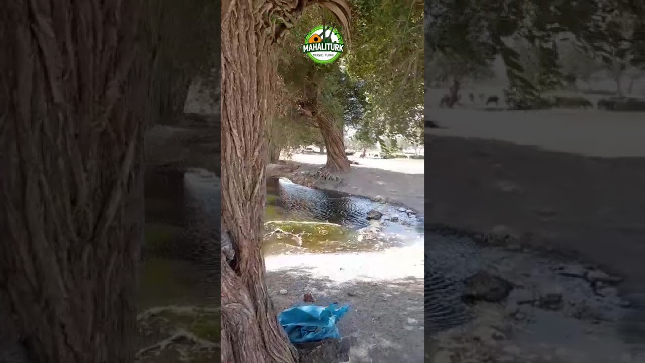 اجرای بی نظیر صادق و یونس ترکمانی