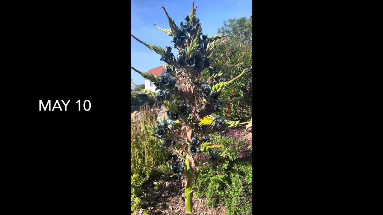 Our Puya alpestris bloomed for the first time!