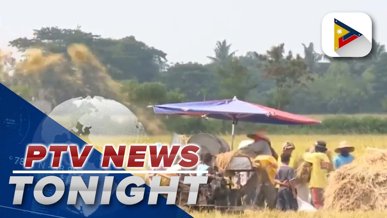 Average farmgate price of palay up in March