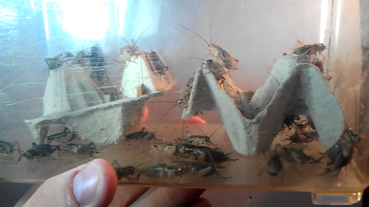 Geckos richtig füttern