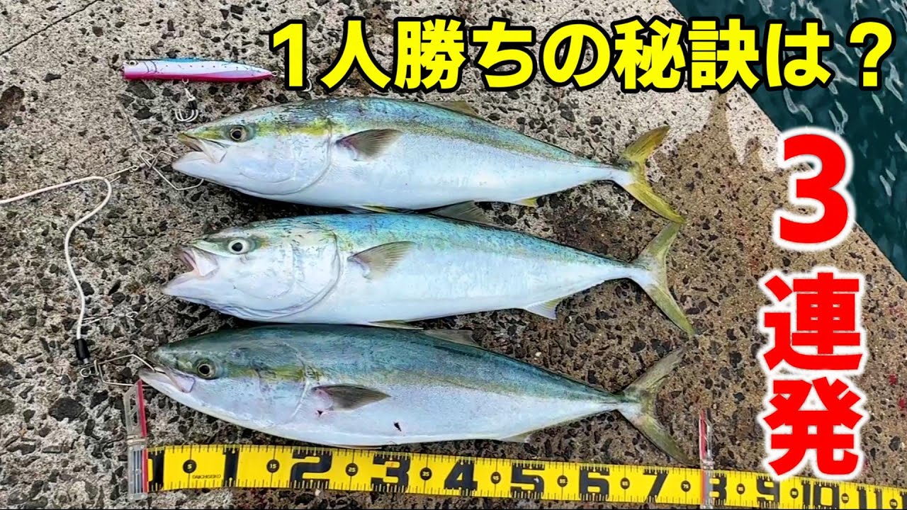 【冬の青物釣り】トップのダックダイブで朝まずめの堤防から30分でほぼブリ3連発！