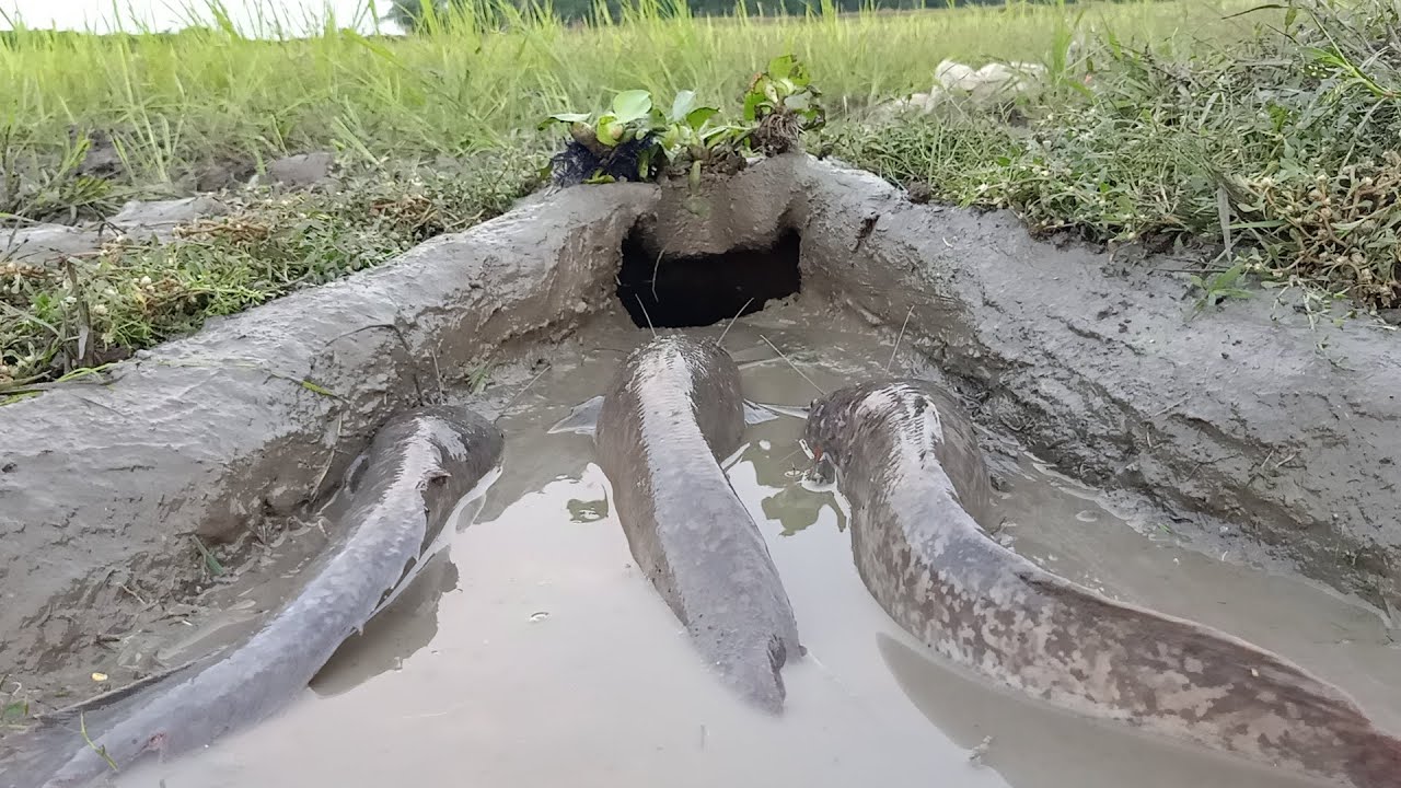 Amazing Hole Fish Trap - Smart Boy Build Fish Trap by Muddy Soil | 100% Working