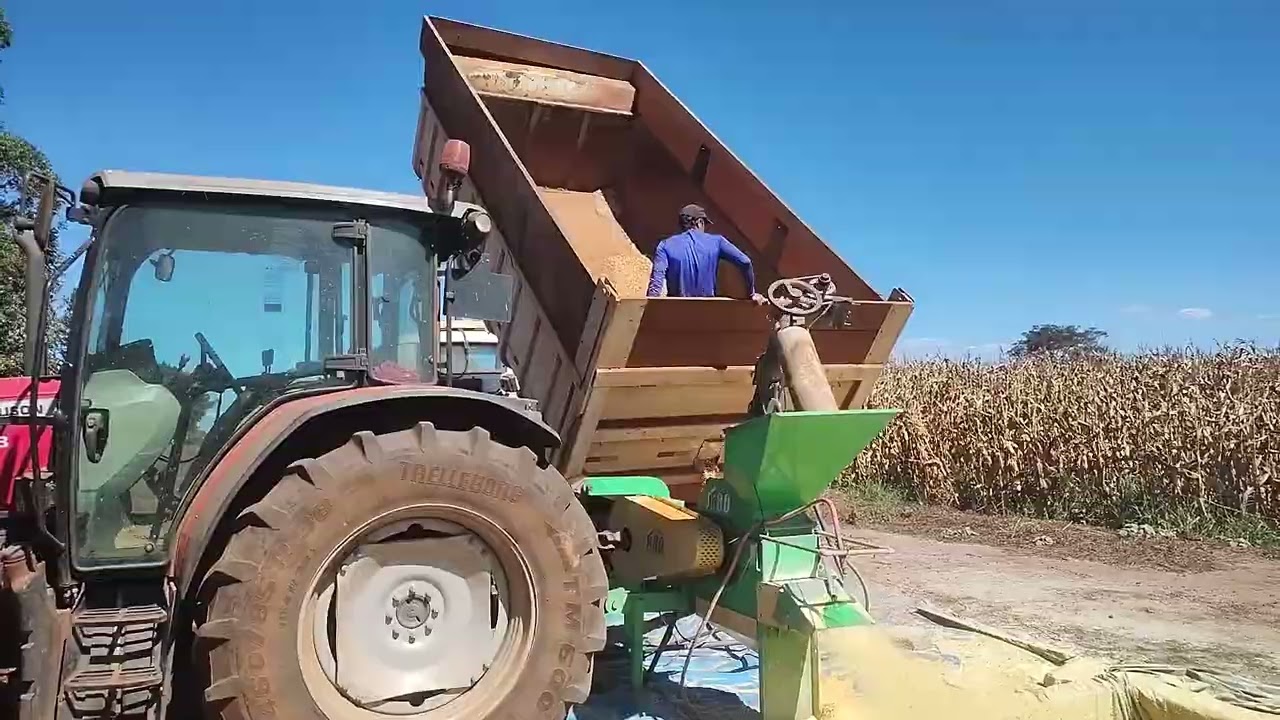 PREPARO E PROCESSAMENTO DE GRÃO ÚMIDO DE MILHO - PASSO A PASSO