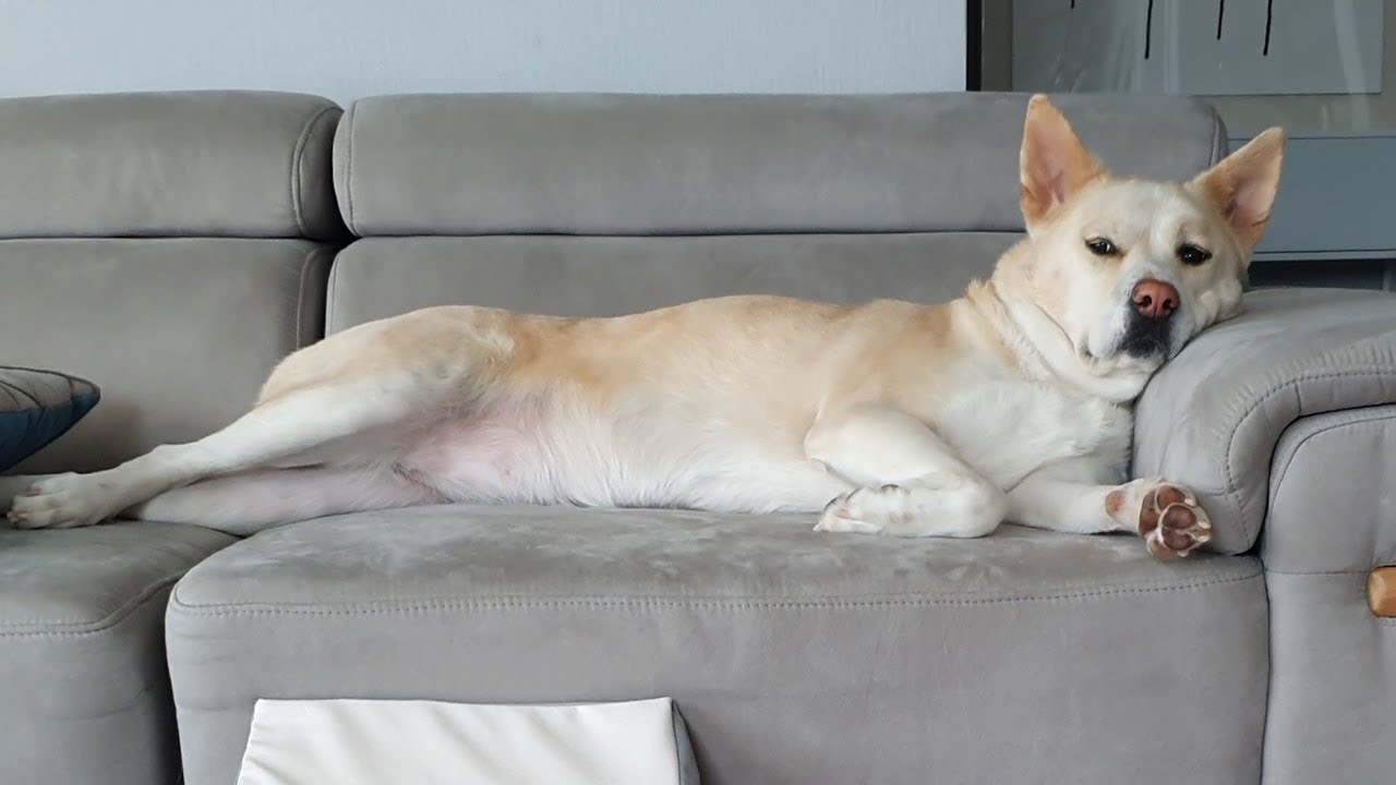 세상에서 제일 게으른 진돗개.