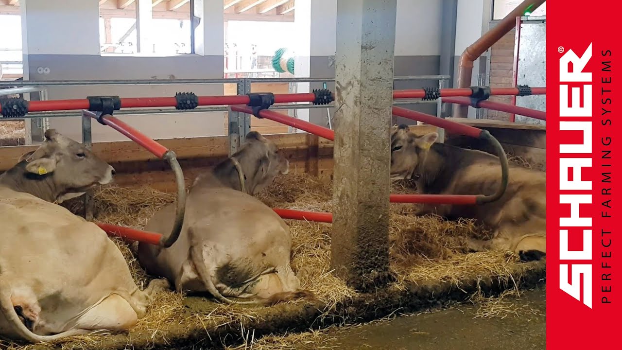 Easyfix Liegeboxenrahmen (Galtinerhof - Südtirol)!