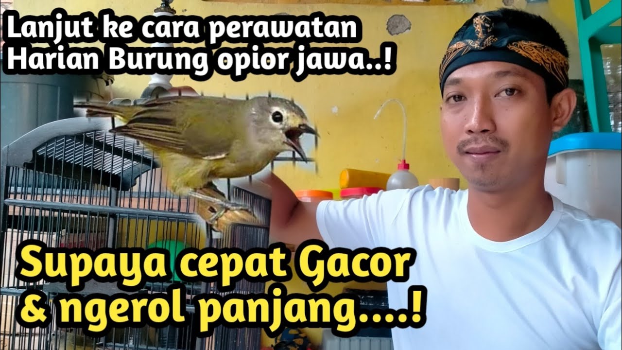 CARA PERAWATAN HARIAN BURUNG OPIOR JAWA SUPAYA CEPAT GACOR DAN NGEROLL PANJANG