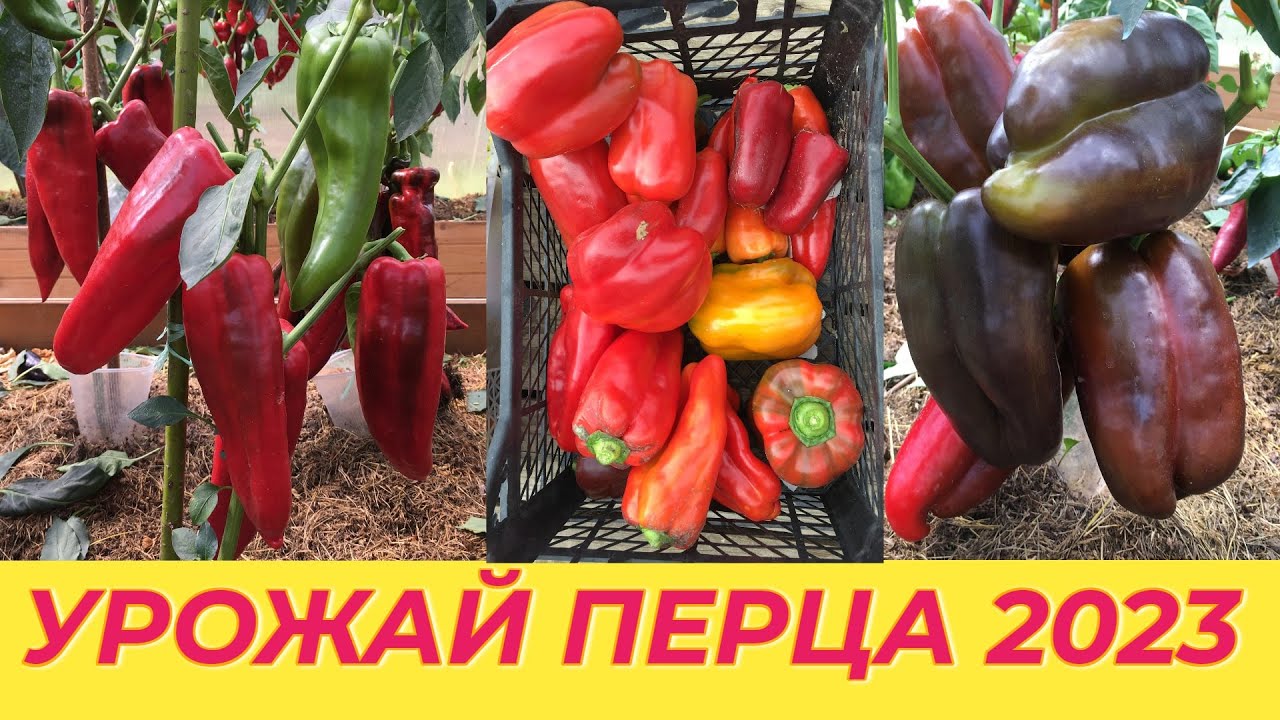 УРОЖАЙ  СЛАДКОГО  ПЕРЦА ЧАСТЬ 2