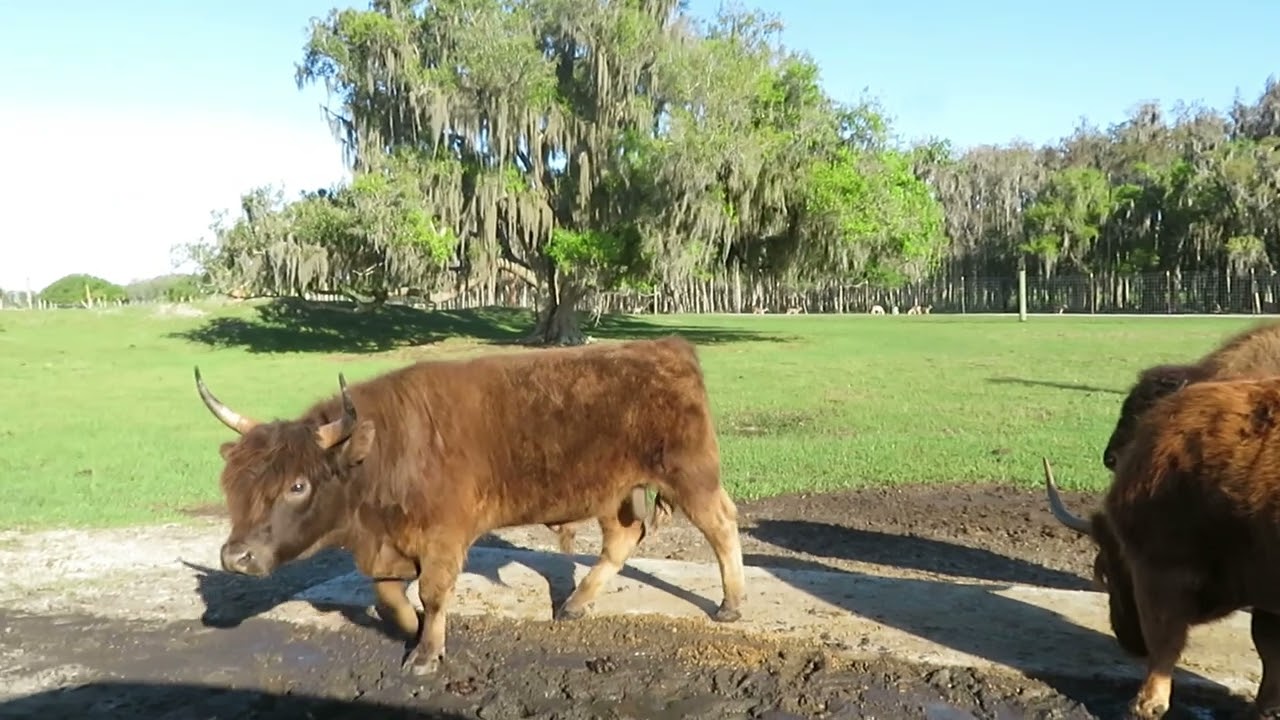 Wild Florida Safari Full Tour 2022