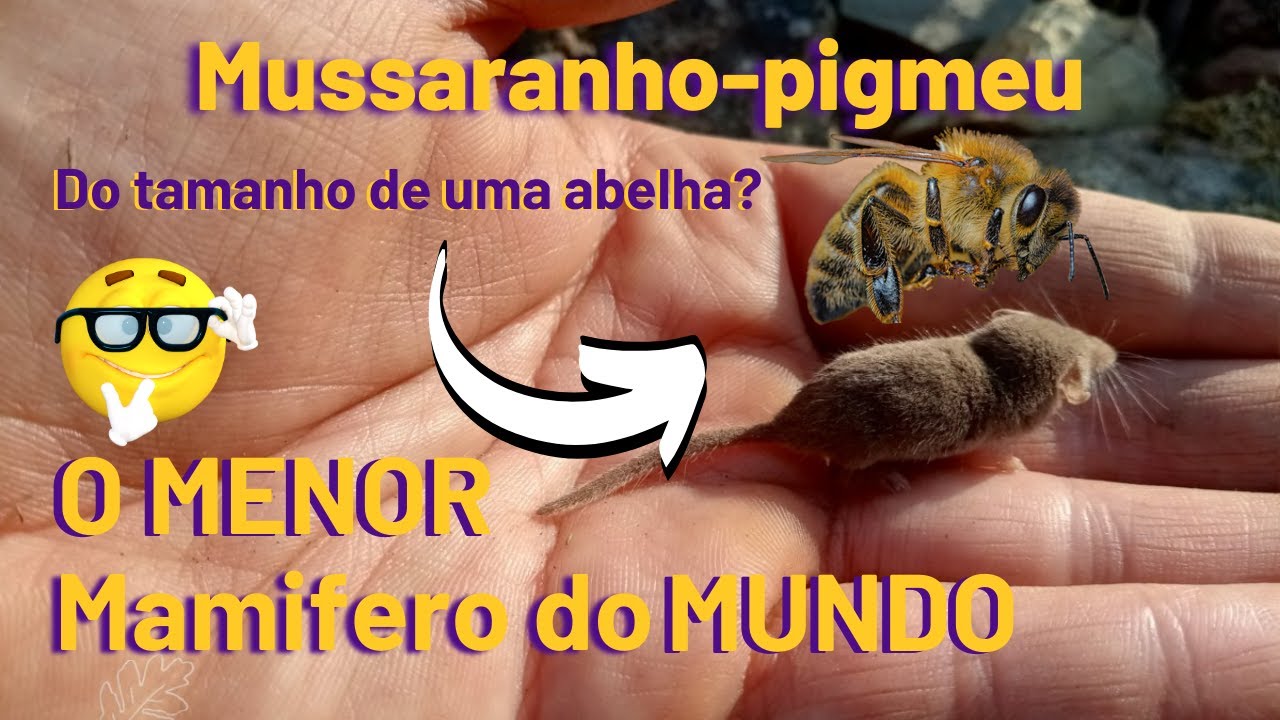 O MENOR animal do MUNDO/Mussaranho pigmeu/o menor mam&iacute;fero terrestre😱😱