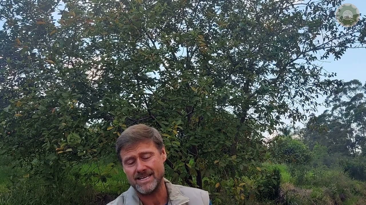 Como fazer a PODA do seu Pé de GOIABA gigante; sem MEDO!