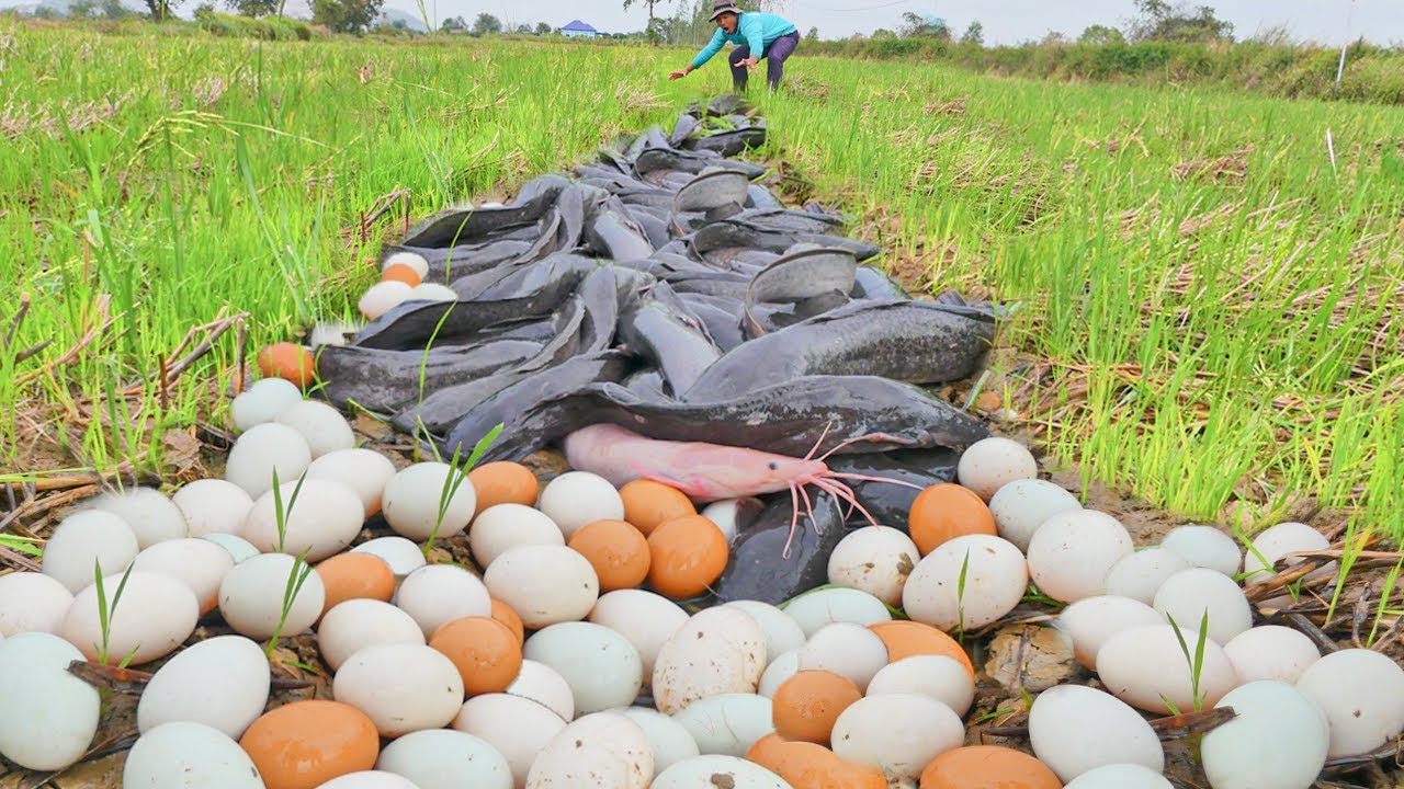Top Fishing Skill ! NSANE Catfish Harvest in Muddy Field 😱 Thousands Everywhere!