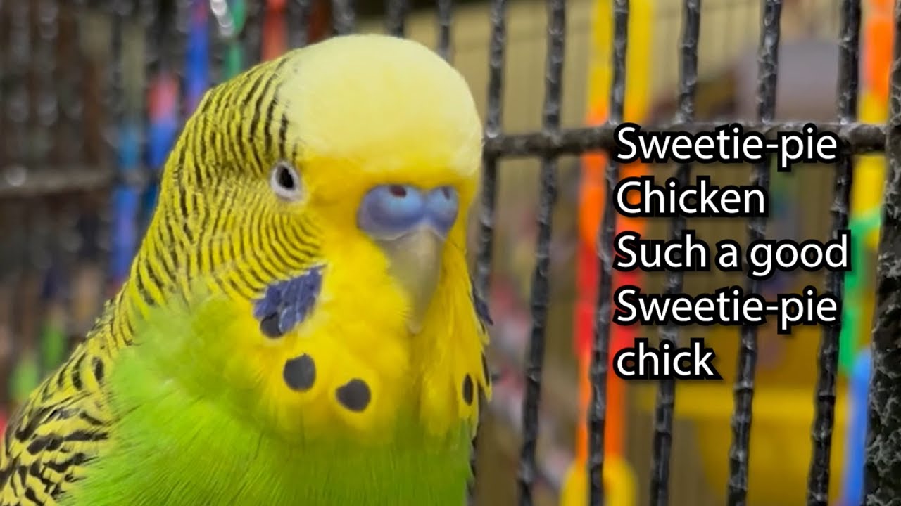 Sweetie Pie Chicken! - Boba the Budgie - Talking Parakeet #petbird