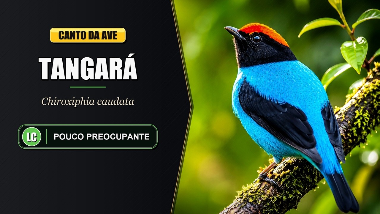 Canto do Tangará / Tangará Dançarino | Swallow-tailed Manakin | Chiroxiphia Caudata