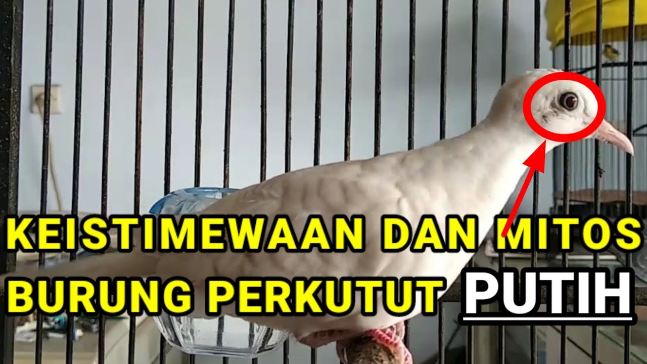 Keistimewaan dan Mitos burung perkutut putih