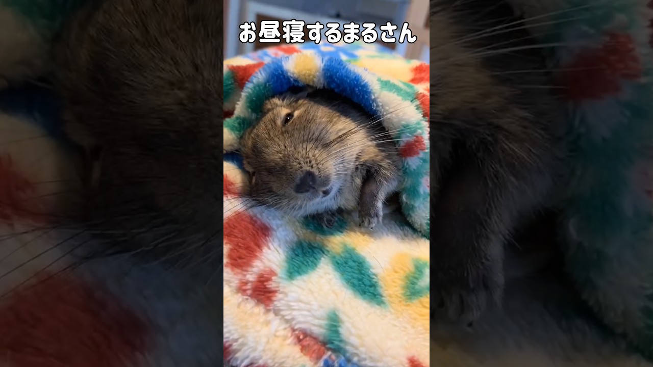 赤ちゃんみたい😊〜しげさんちのまる〜#デグー#shorts