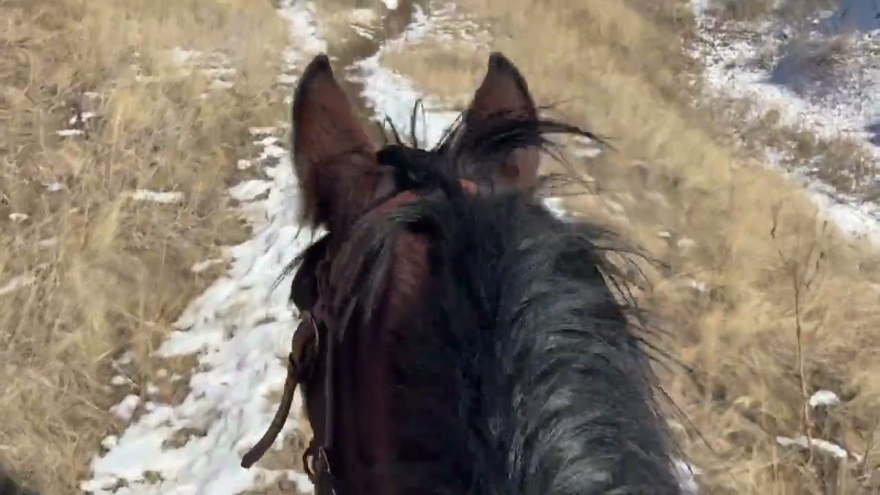 Snowy Trail Ride! Who's your favorite horse?