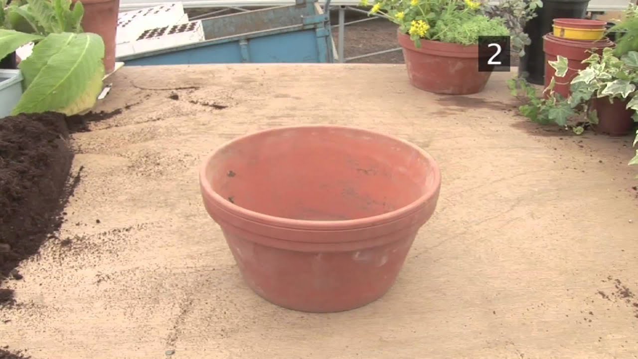 How To Pot Indoor House Plants
