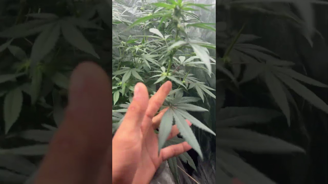 First trim!! 2 weeks in flo