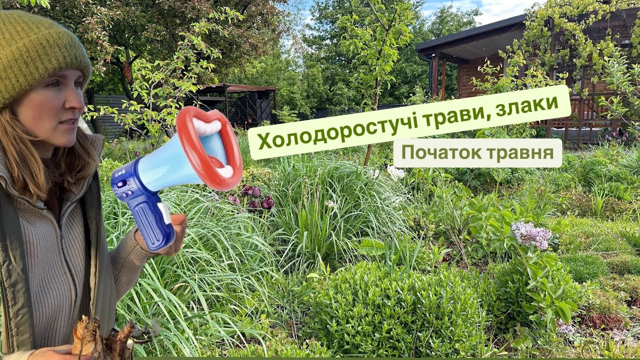 Холодоростучі злаки та трави. Природні квітники #щучник #бріза #сеслерія #куничник