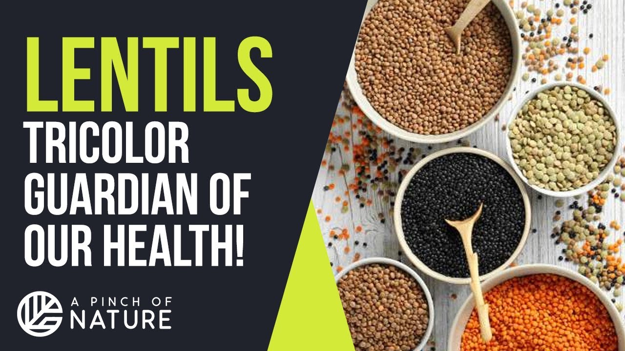 🥣Are lentils good for you? - Tricolor Guardian of our Health!