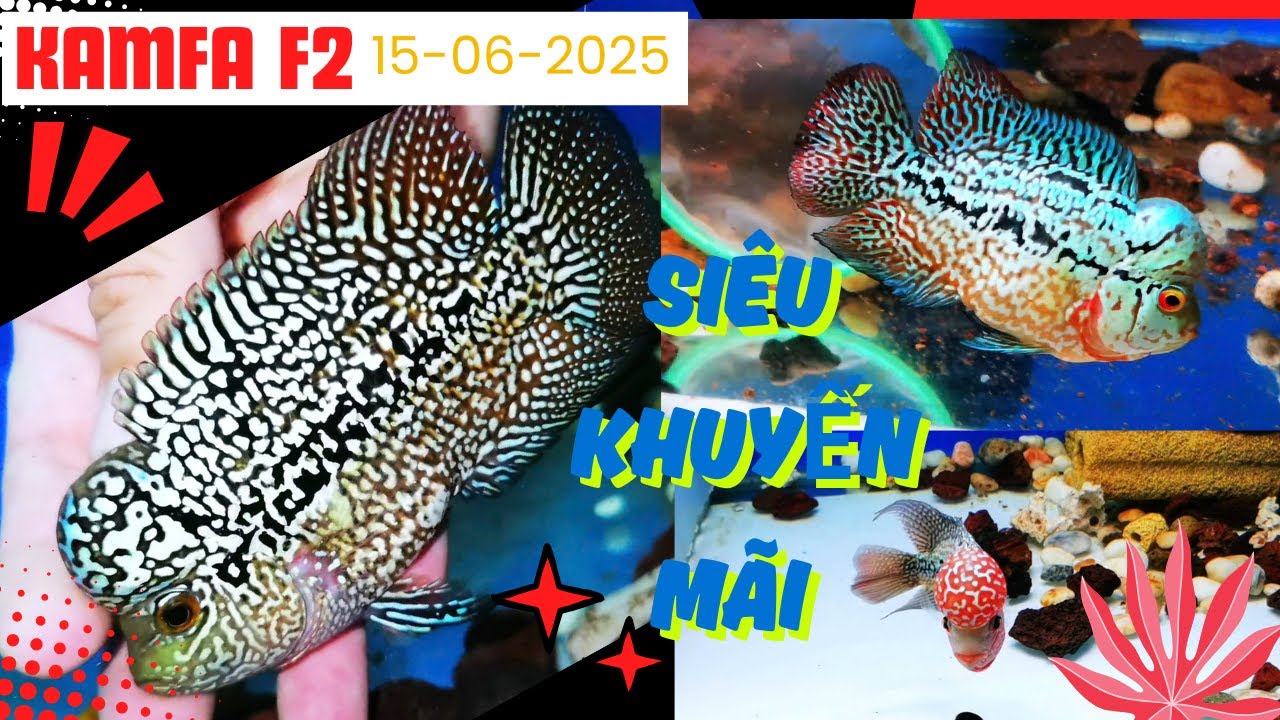 15 Bé Kamfa F2 Tố Chất Đẹp Giá Bất Ngờ Siêu Rẻ ( 0933333250 JT8kamfa)