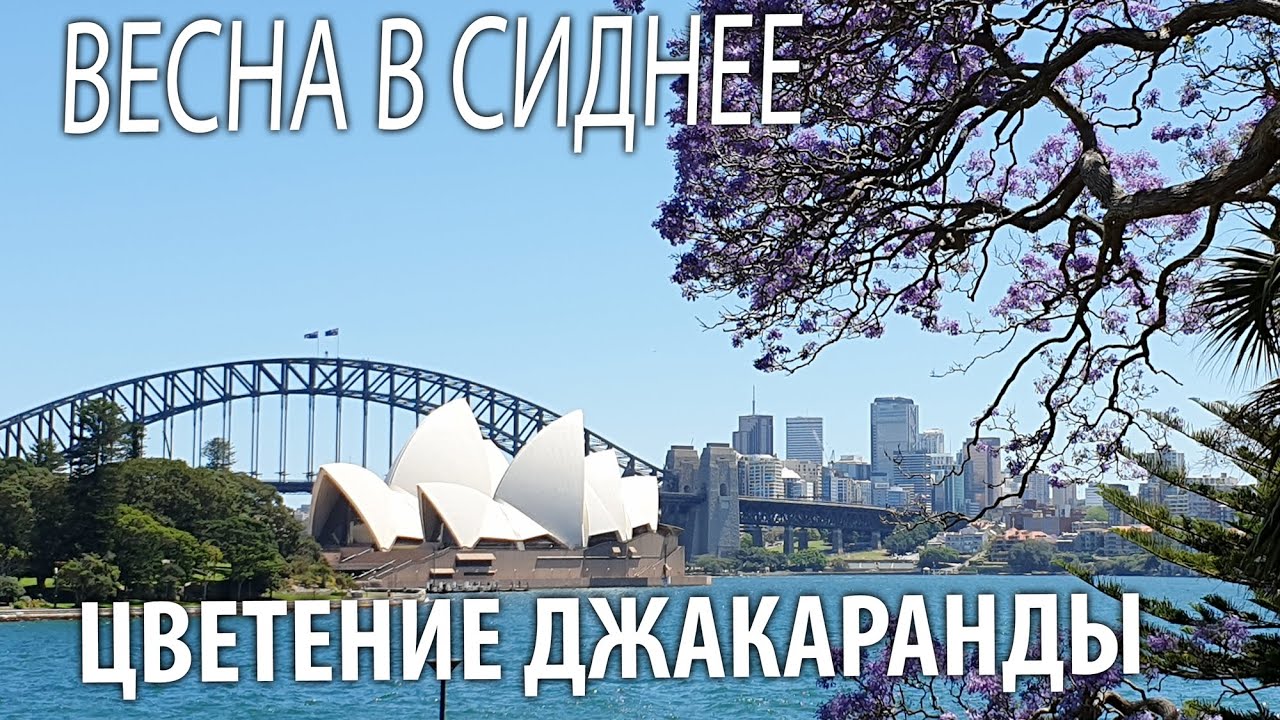 Весна и цветение дерева джакаранды в Сиднее 2020 , необычная новогодняя елка.