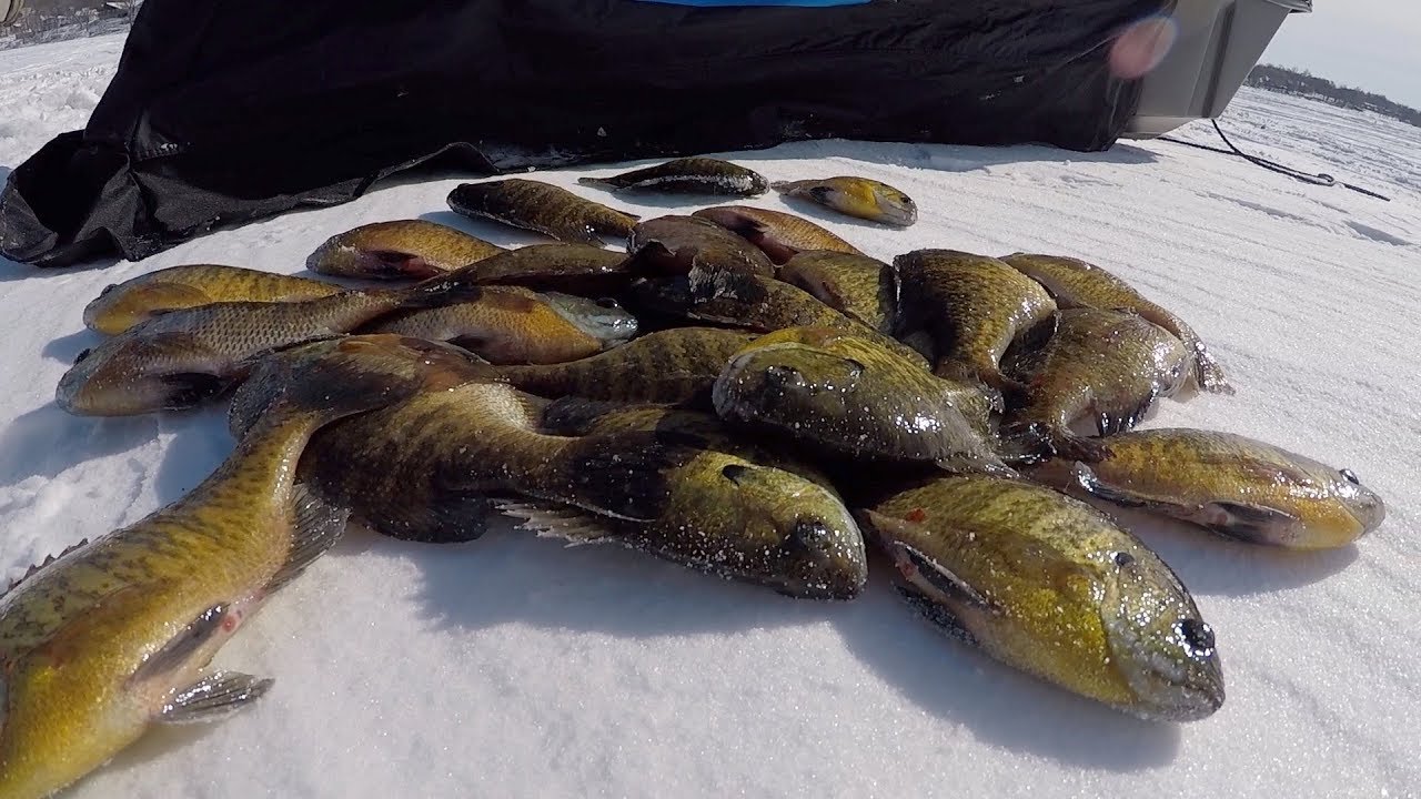 Mid Winter Tactics For Okoboji Bluegills!