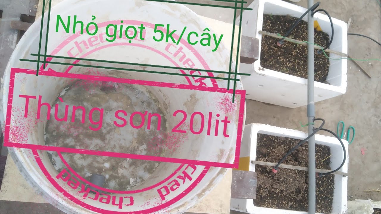 Cách làm hê thống tưới nhỏ giọt 5k/cây trê sân thượng, giúp tiết kiệm cho người mới trồng