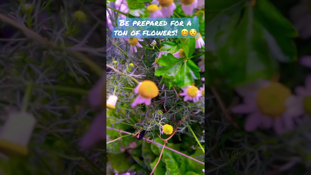 AeroGarden Chamomile flower takeover 😯 #aerogarden #indoorgarden