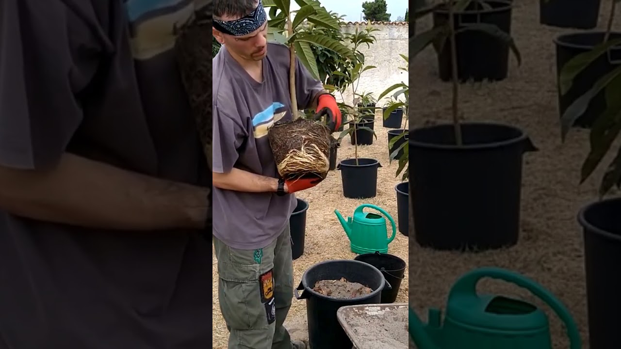 Loquat Tree Transplanting 🌴➡️⚱️ Medium To Large Vase
