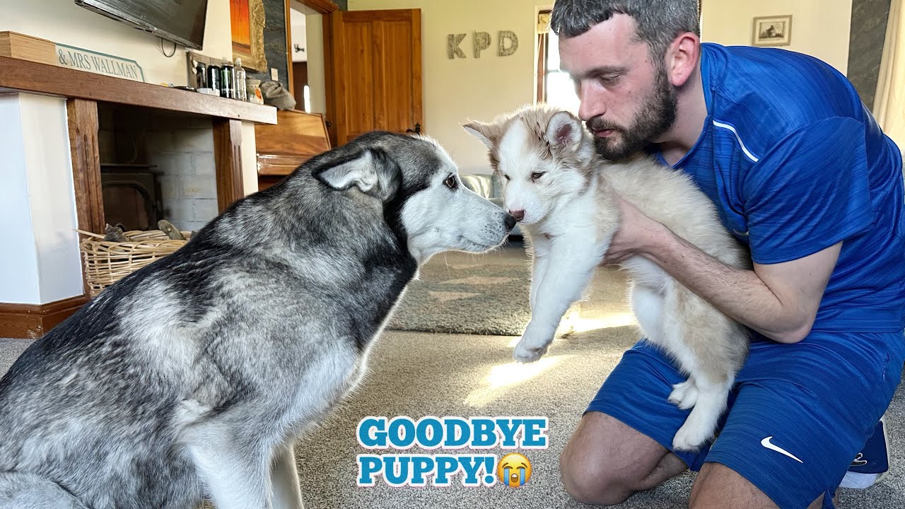 Mum & Dad Husky Saying Goodbye To Their First Born Puppy! It’s Hard To Say Goodbye!!