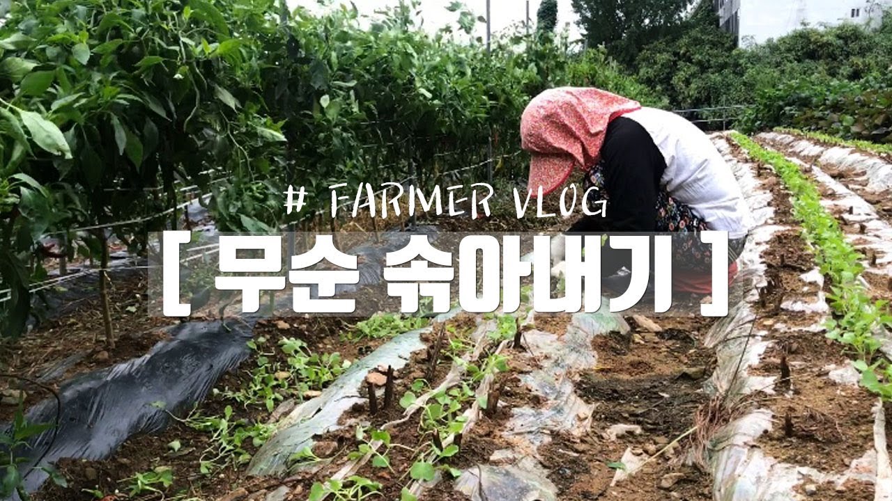 농부VLOG | 무순 솎아내기🌱  또 오전부터 비가..! | 힐링영상
