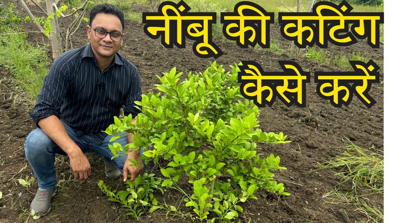 Nimbu ki cutting kaise karen | Nimbu ki cutting kab kare