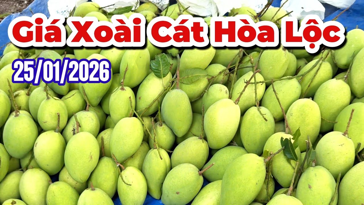 Giá xoài Cát Hòa Lộc 25/01/2026 |Gốc Cù Lao| #0986289491 #gocculao 