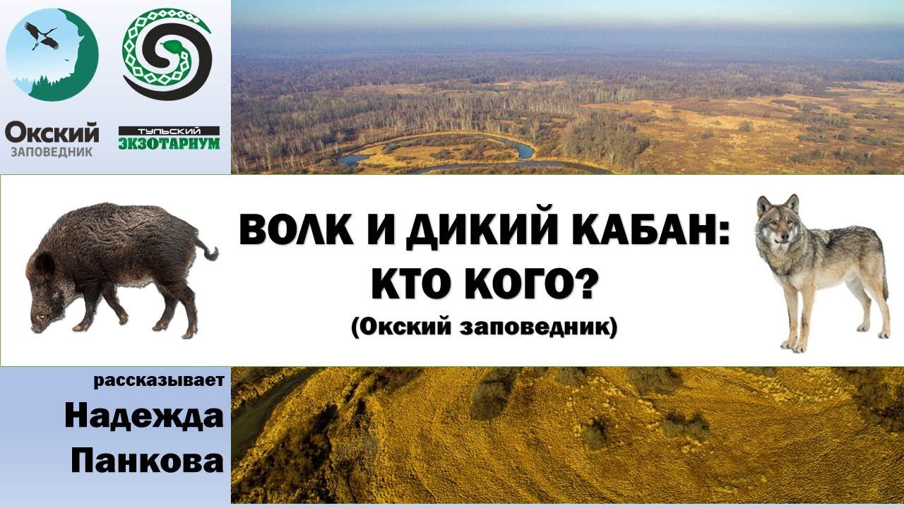 ВОЛК И ДИКИЙ КАБАН: КТО КОГО?