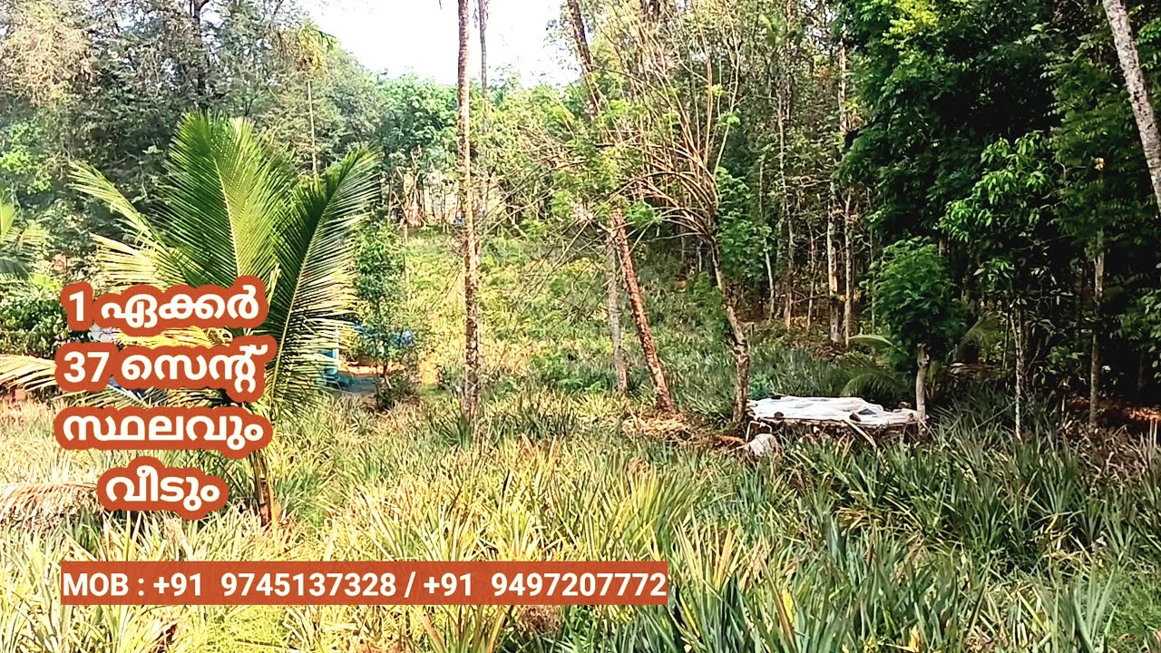 1 ഏക്കർ 37 സെന്റ് സ്ഥലവും വീടും വില്പനക്ക്‌ നിരപ്പായ സ്ഥലം I 24 kerala properties I 527
