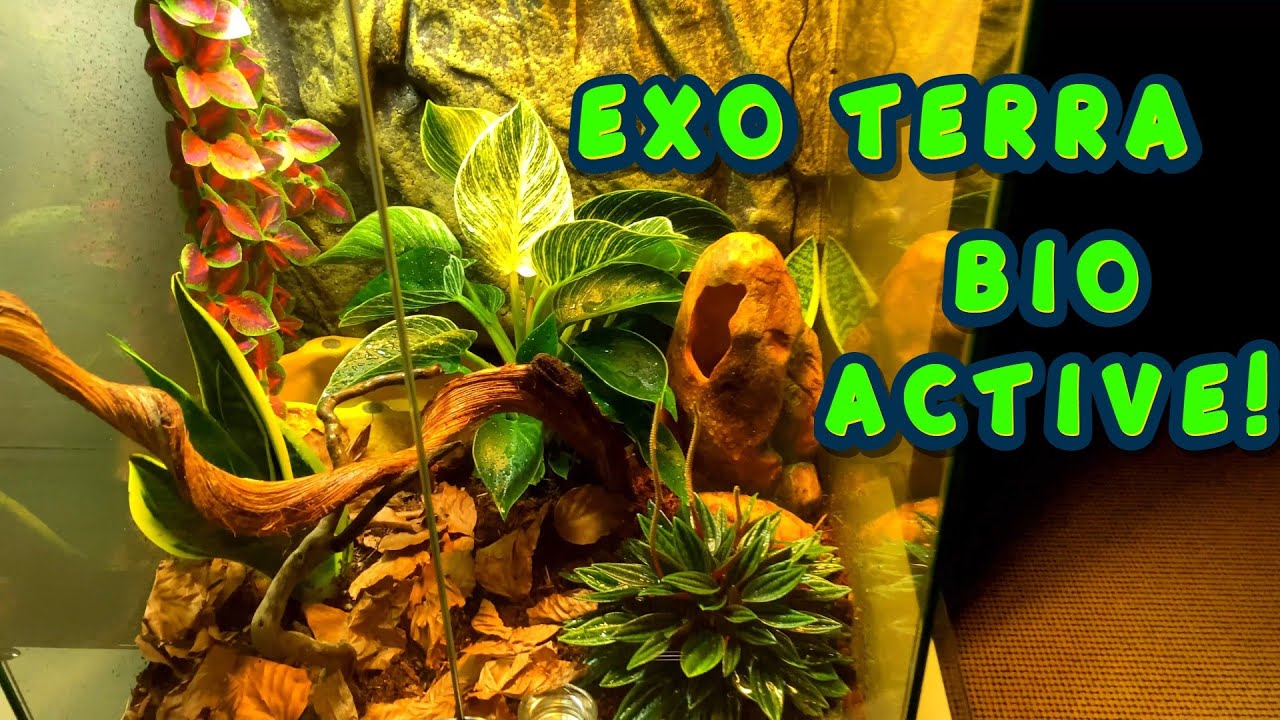 EXO TERRA Small Tall Bio Active Enclosure Tank GoGoGeckoGo