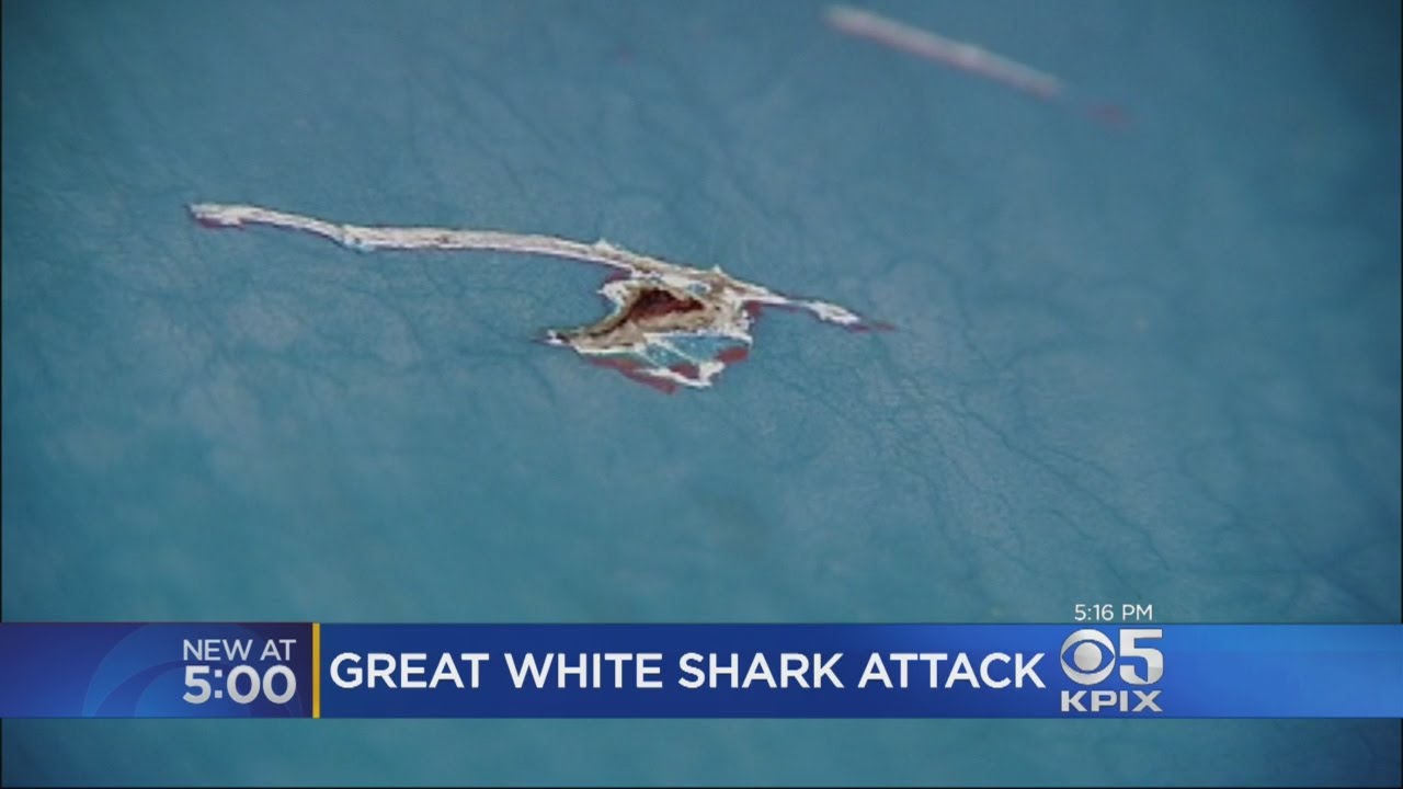 Great White Shark Attacks Fishing Boat Off Santa Cruz Coast