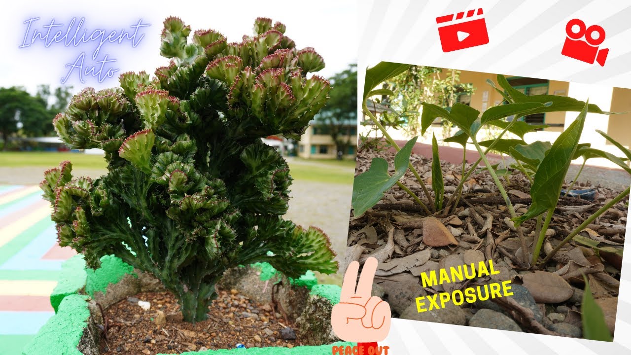 Sony ZV E10 Kit Lens / Intelligent Auto Vs Manual Exposure / Photos Only  #photography #sonyzve10