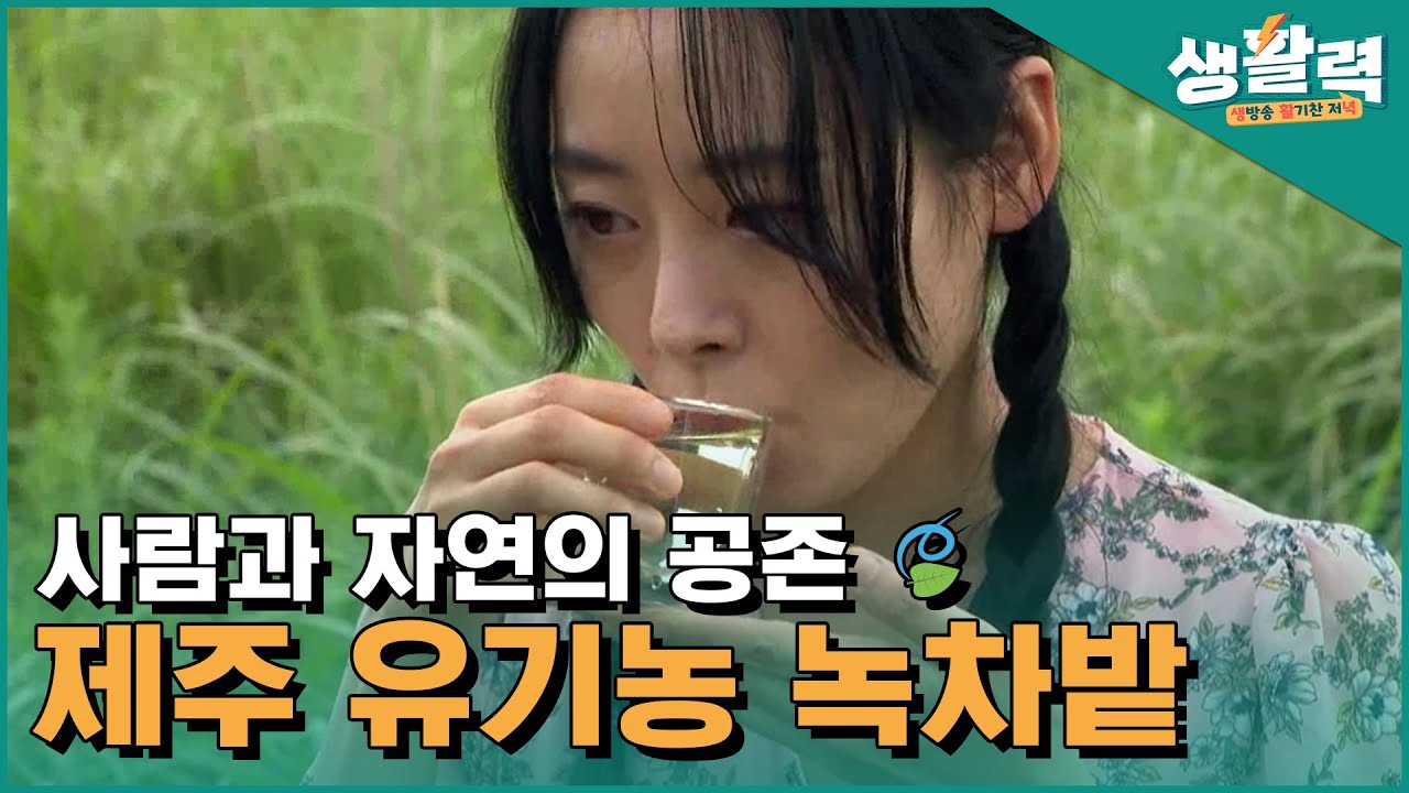 자연과 사람의 공존 🍃 제주 유기농 녹차밭ㅣ생방송활기찬저녁ㅣMBC충북ㅣ220802