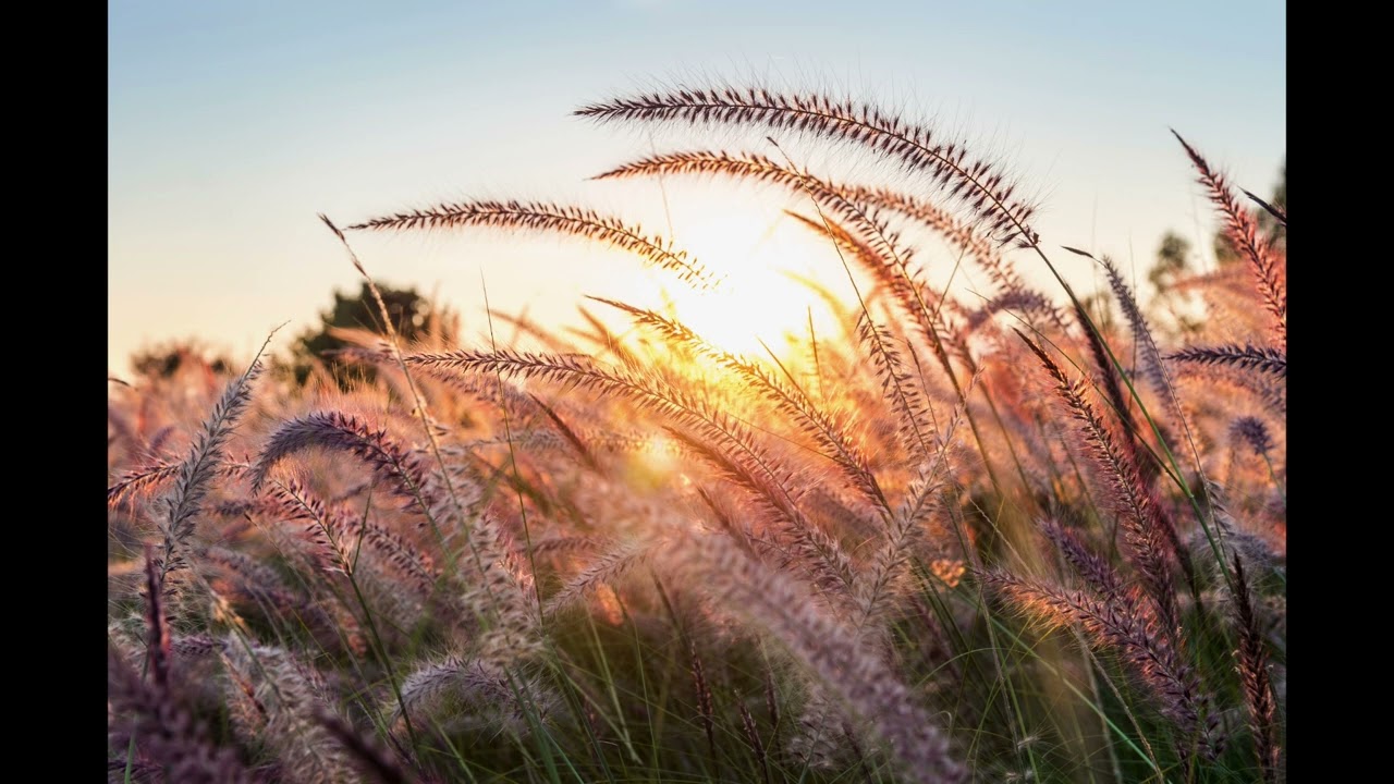 Golden Sunset over wild grass fields | T.V. Wallpaper