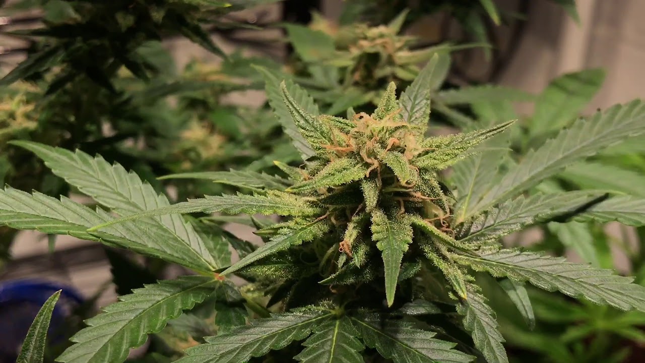 Huge Autoflower GSC by fastbuds