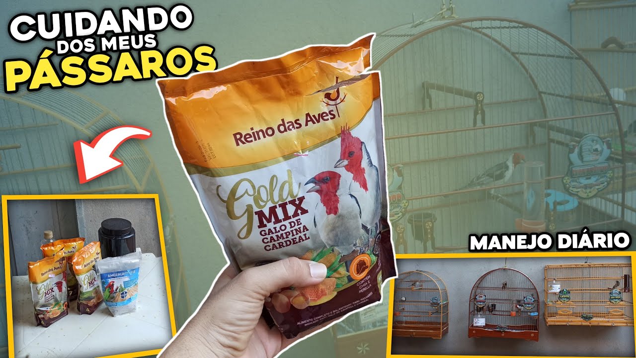🤩 CUIDANDO DOS MEUS PÁSSAROS! VEJAM COMO ELES ESTÃO! (Cuidados diários)