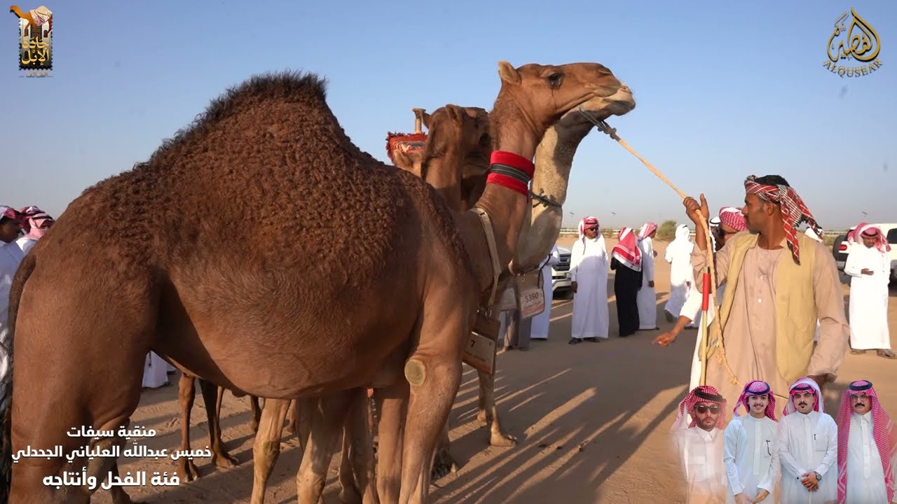 منقية سيفات لخميس عبدالله العلياني الجحدلي - فئة الفحل وأنتاجه بمهرجان جادة الابل - الطائف - 1446