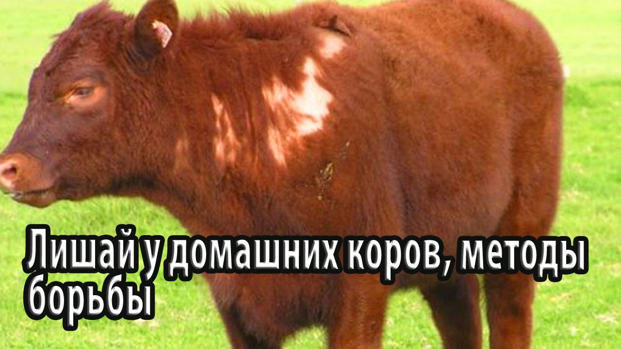 Лишай у домашних коров, методы борьбы