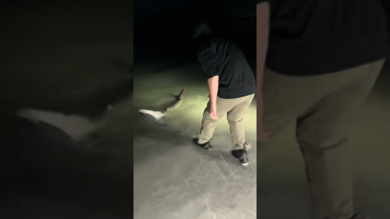 Massive sandbar shark!!!