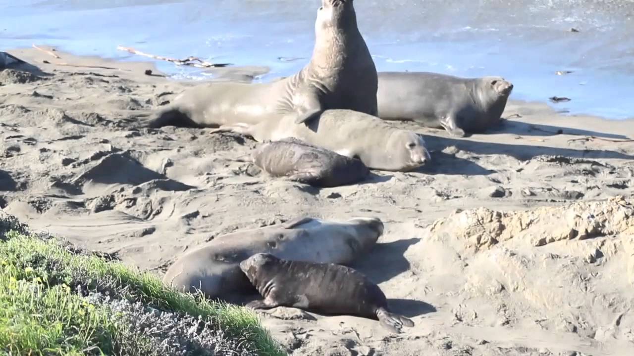 Elephant Seals