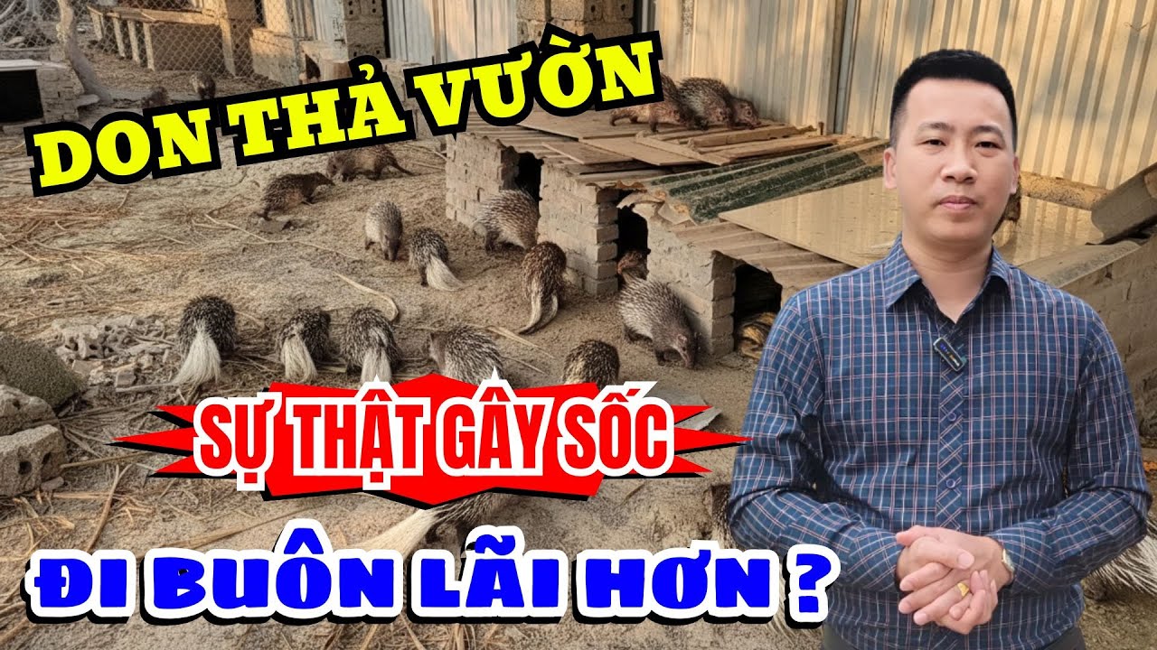 CHỦ TRẠI NÓI THẲNG: NUÔI DON THẢ VƯỜN 