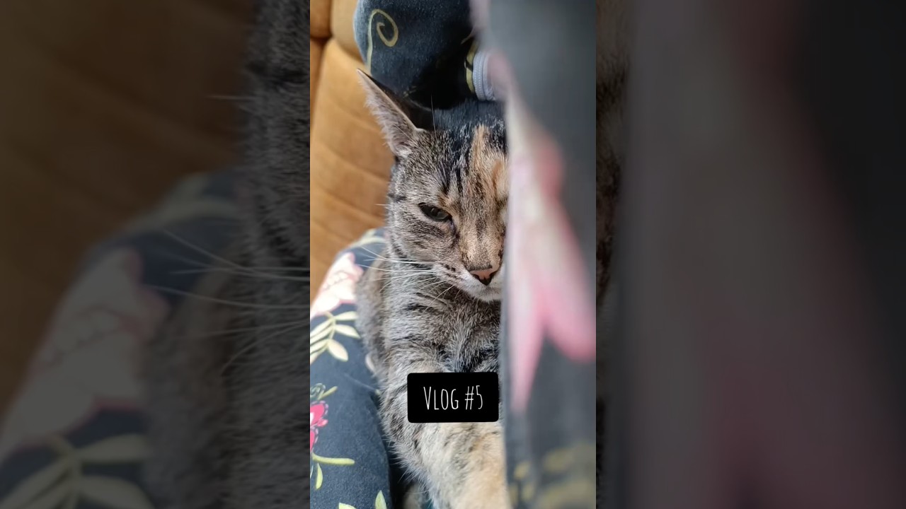 Zapraszamy Was na cozy dzień z nami ❤️ #vlog #czaswolny #minivlog #dzieńzżycia