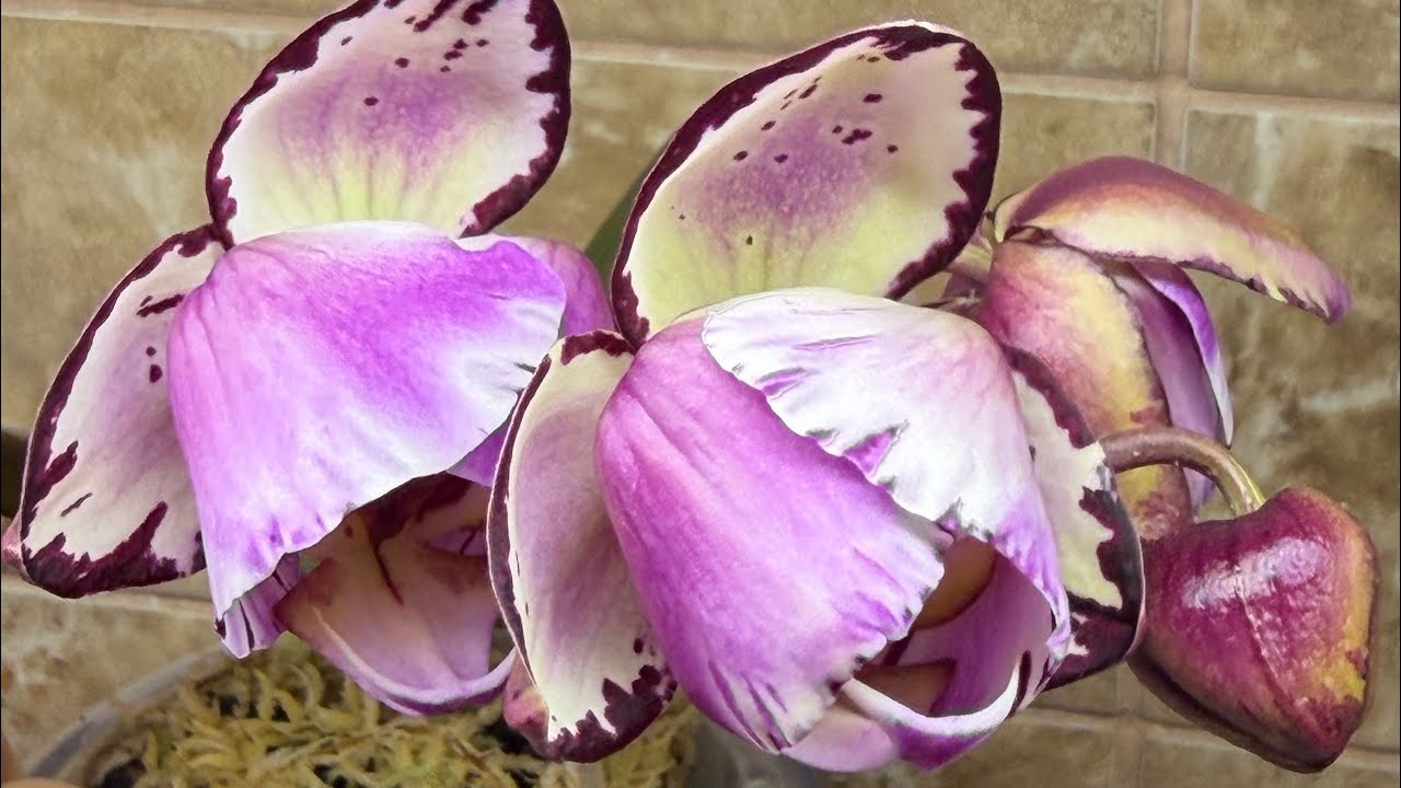 Цветение моих красавиц 🦋🦋🦋 #орхідеї #orchid #peloric #орхидеибабочки #обзорорхидей 
